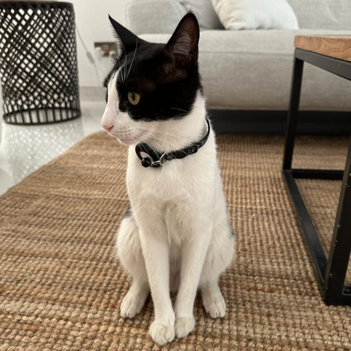 Cat Air Tag Collar